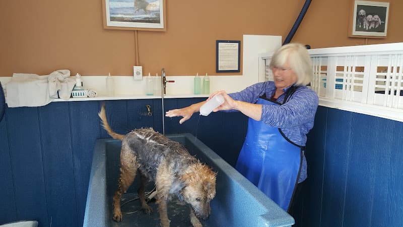 Pet vet Splish Splash Doggy Bath Federal Way