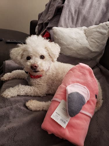 Pet vet Sydnee's Pet Grooming San Marcos