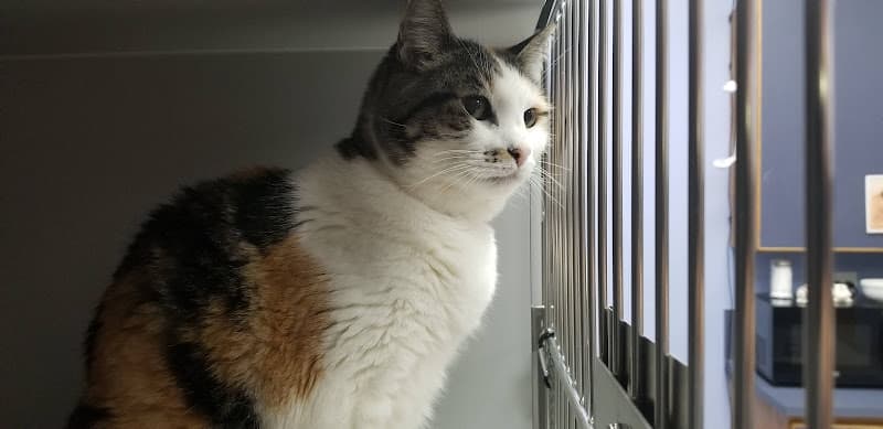 Pet vet The Cat Doctor Tacoma