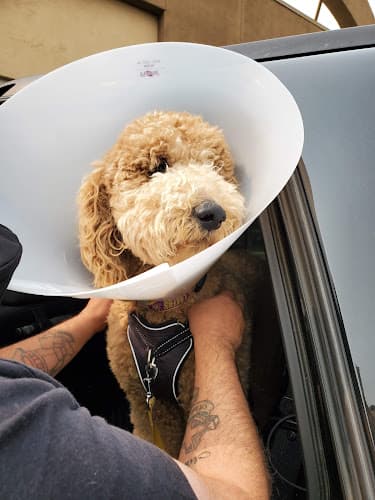 Pet vet The Pet Advocate Tracy