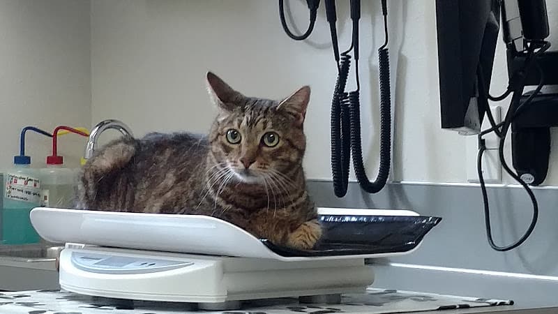Pet vet Twin Lakes Veterinary Hospital Tacoma