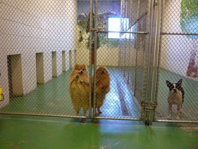 Pet vet VCA Bering Sea Animal Hospital Anchorage