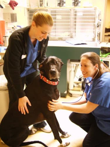 Pet vet VCA Covington Animal Hospital Kent