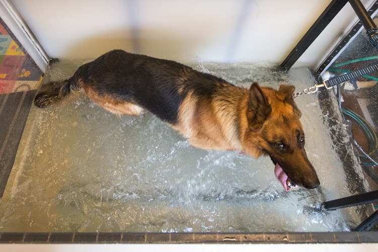 Pet vet Veterinary Specialists of Alaska Anchorage