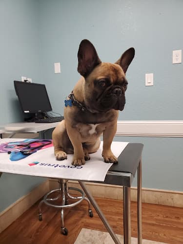Pet vet Walker Veterinary Hospital Stockton