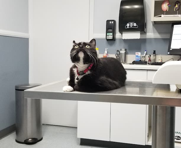 Pet vet Washington Dog and Cat Hospital Los Angeles