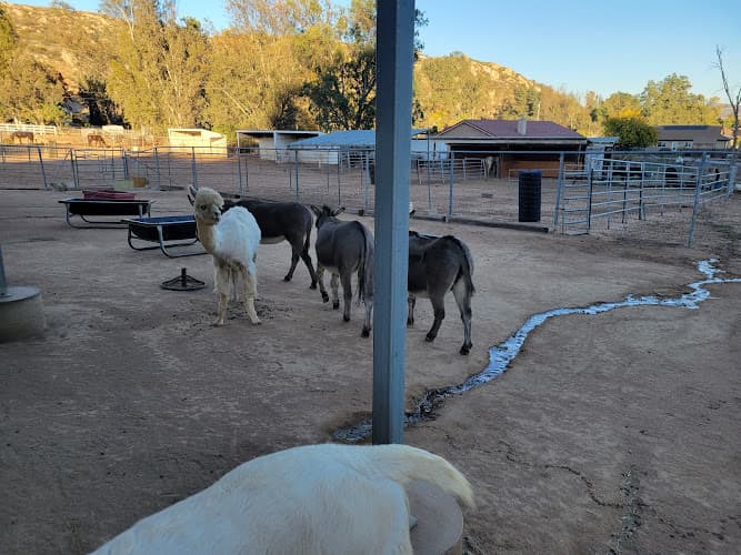 Rescue & Shelter 2 The Rescue Animal Sanctuary Inc. Escondido