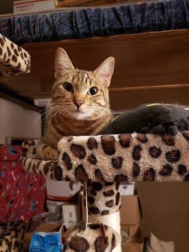 Rescue & Shelter A-PAL Humane Society Stockton