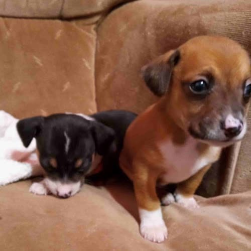 Rescue & Shelter A+ Pet Foster Fresno