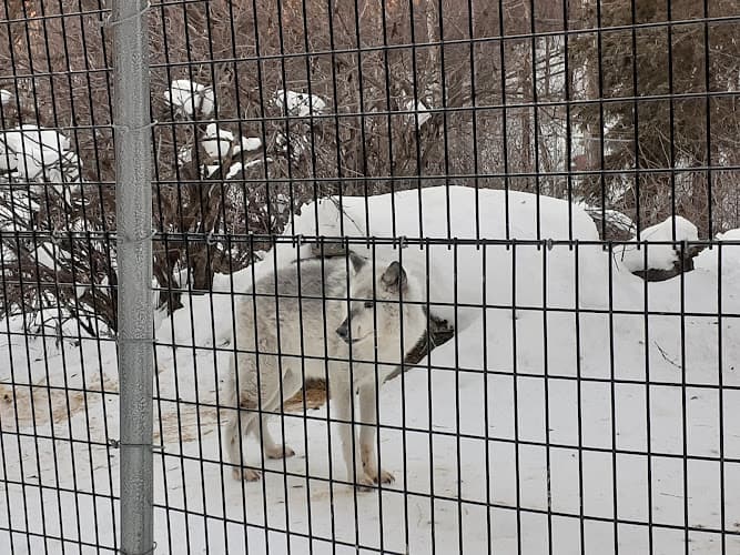 Rescue & Shelter Alaska Zoo Anchorage