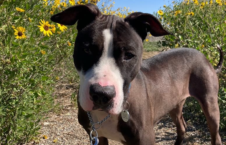 Rescue & Shelter Animal Assistance League of Orange County Fullerton