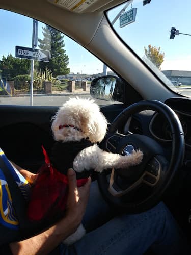 Rescue & Shelter Animal Rescue of Fresno Fresno