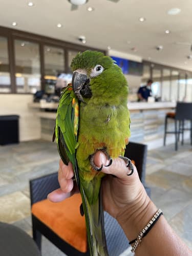 Rescue & Shelter Bird Rescue Center Santa Rosa