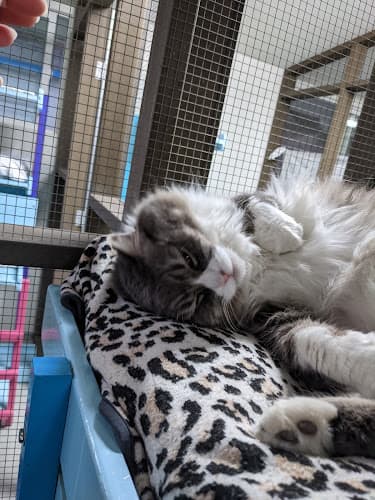 Rescue & Shelter Blue Bell Foundation For Cats Irvine