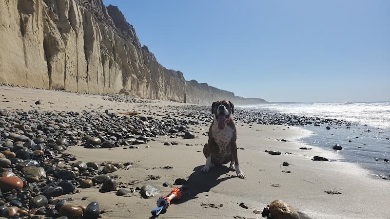 Rescue & Shelter Boxer Rescue LA Simi Valley