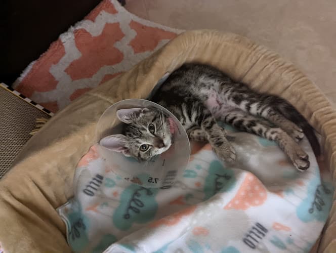 Rescue & Shelter Contra Costa Humane Society Richmond