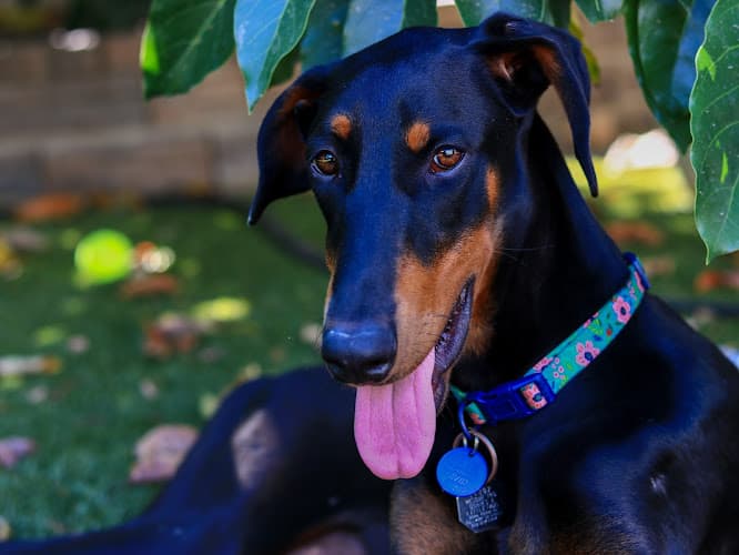 Rescue & Shelter Doberman Pinscher Rescue Oxnard