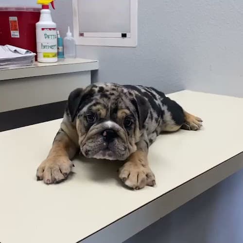 Rescue & Shelter English Bulldog puppies For Sale/Adoption| The Gentlemens Bulldogs Sacramento