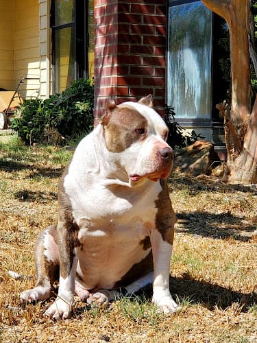 Rescue & Shelter Fresno Bully Rescue, Inc. Fresno