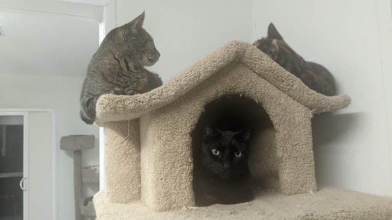 Rescue & Shelter Friends of Cats Inc Chula Vista