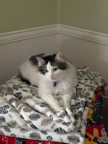 Rescue & Shelter Friends Of Turlock Animal Modesto