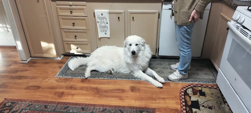 Rescue & Shelter Great Pyrenees Association-Southern Victorville