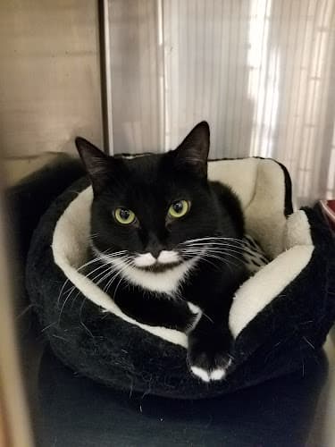 Rescue & Shelter Gurrs and Purrs Inglewood