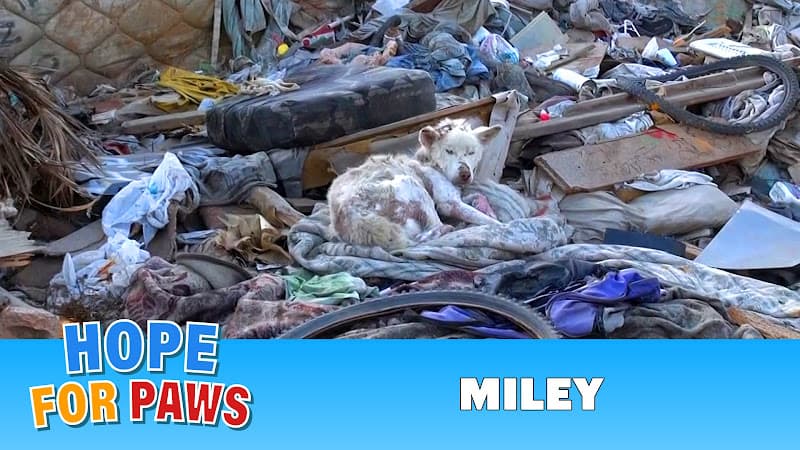 Rescue & Shelter Hope For Paws Los Angeles