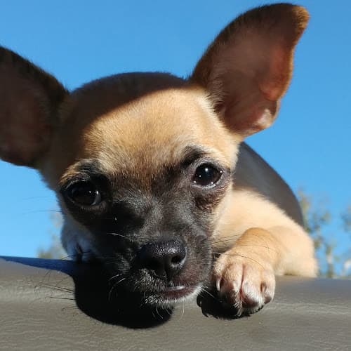 Rescue & Shelter Kahoots Oceanside