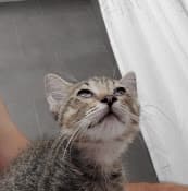 Rescue & Shelter Kitten Nursery & Foster Center SD Humane Society Chula Vista