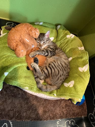 Rescue & Shelter Kitty Bungalow Los Angeles