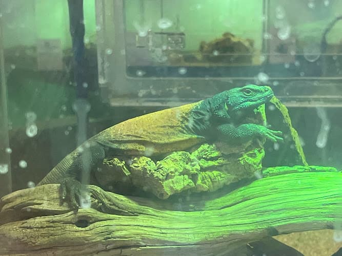 Rescue & Shelter Koret Animal Resource Center San Francisco