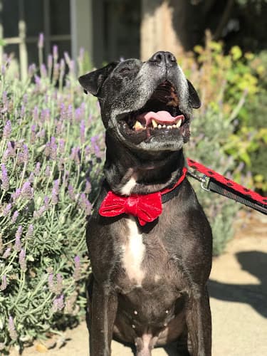 Rescue & Shelter L.A. Love & Leashes Lancaster