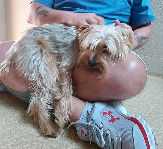 Rescue & Shelter Laguna Beach Animal Shelter Downey