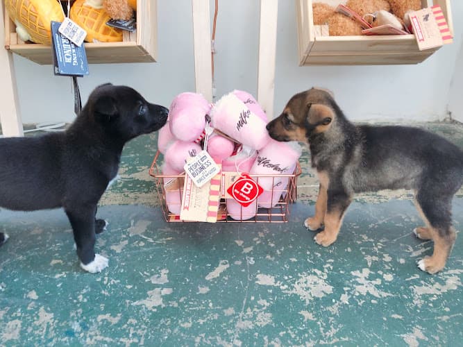 Rescue & Shelter Maeday Outpost Pasadena