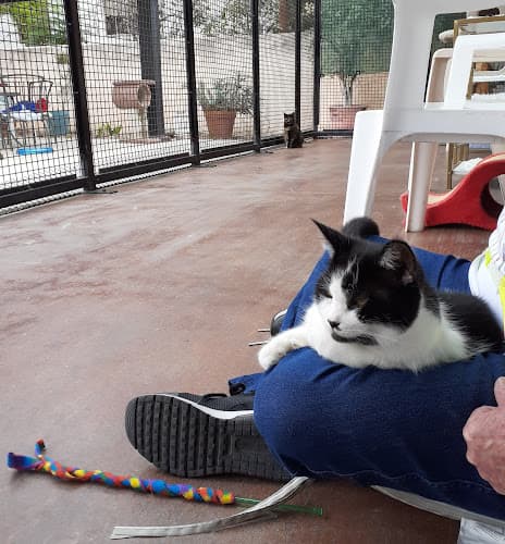 Rescue & Shelter National Cat Protection Society Carlsbad