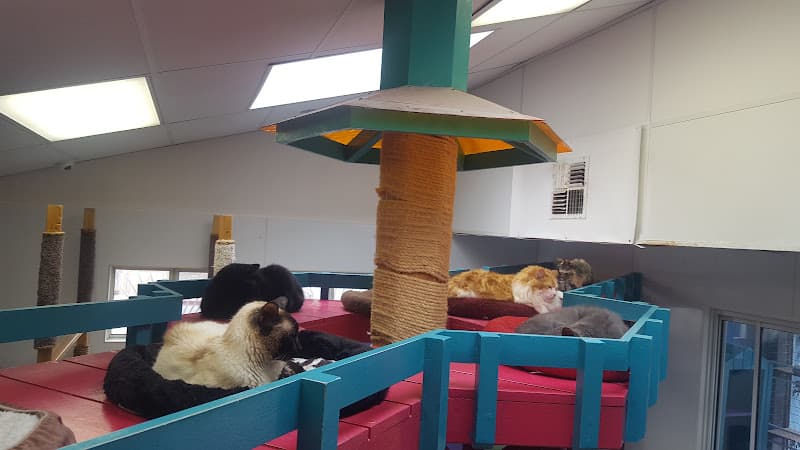 Rescue & Shelter National Cat Protection Society Downey