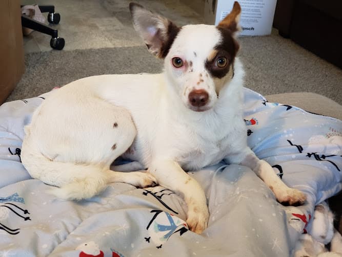 Rescue & Shelter Newport Beach Animal Shelter Downey