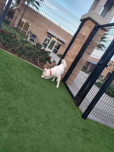 Rescue & Shelter OC Shelter Partners Costa Mesa