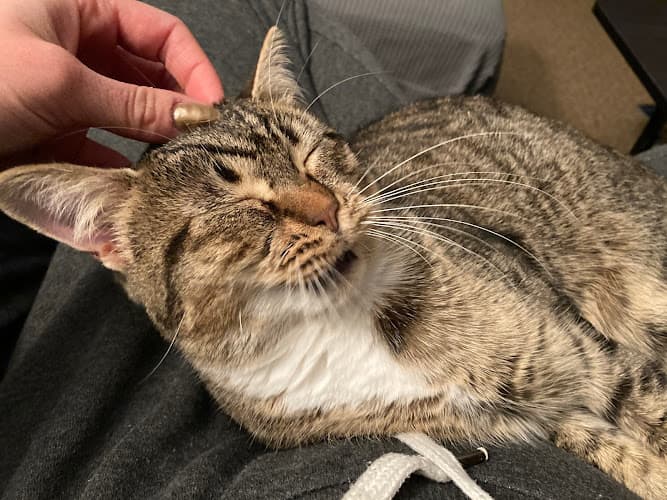 Rescue & Shelter PAWS Cat City (Progressive Animal Welfare Society) Kent