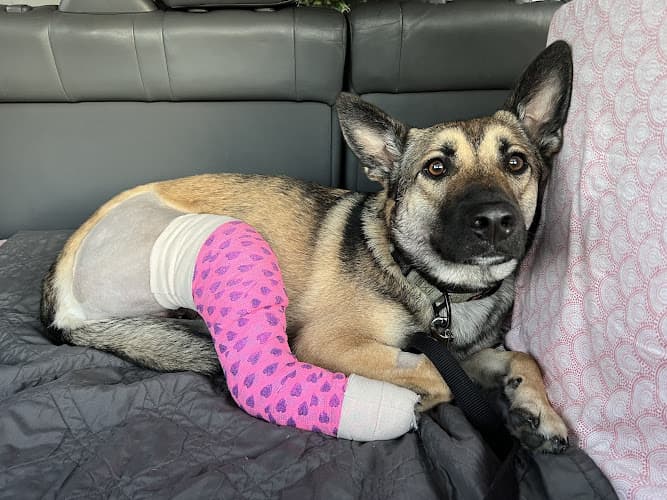 Rescue & Shelter Perry's Place, Heaven on Earth Adoption Center and Sanctuary Inglewood