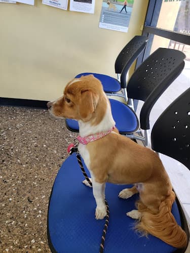 Rescue & Shelter Pets R Us Palmdale