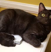 Rescue & Shelter Pink Paws Rescue & Adoption Ventura