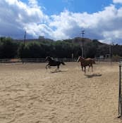 Rescue & Shelter Polo Pony Rescue Palmdale