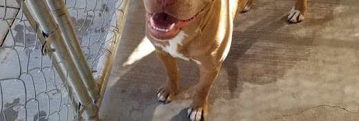 Rescue & Shelter Rescue Oasis, Inc. Palmdale