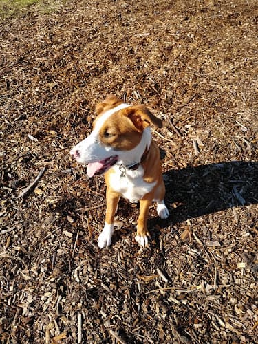 Rescue & Shelter Rohnert Park Animal Services Richmond