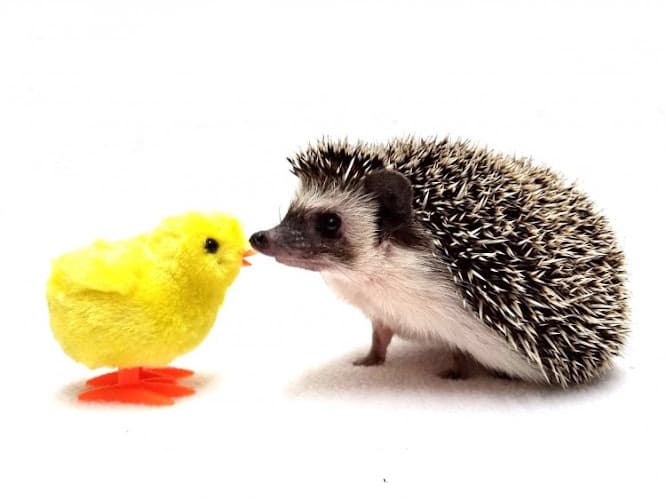 Rescue & Shelter rose city hedgehogs APPOINTMENT ONLY Gresham