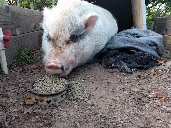 Rescue & Shelter San Diego Farm Animal Rescue Carlsbad