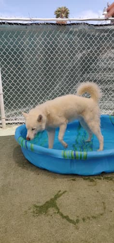 Rescue & Shelter Santa Paula Animal Rescue Center Oxnard