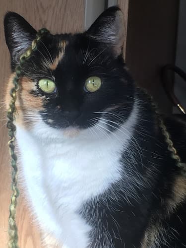 Rescue & Shelter Save Tehachapi’s Orphaned Pets Lancaster